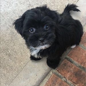 Meet your Posher, Macey